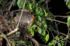 Turdus pelios