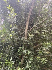Laurus nobilis