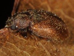 Paratenetus
