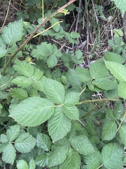 Rubus ulmifolius