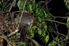 Turdus pelios