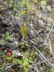 Pedicularis flammea