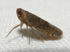 Catonia