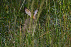 Lepus victoriae