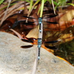 Diphlebia euphoeoides