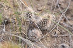 Pterocactus valentini