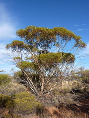 Eucalyptus rigidula interior