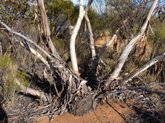 Eucalyptus rigidula interior
