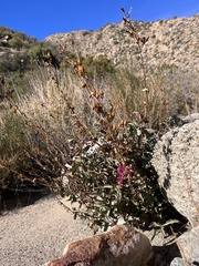 Penstemon clevelandii connatus
