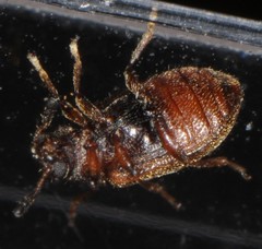 Paratenetus