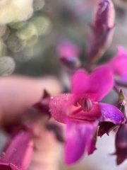 Penstemon clevelandii connatus