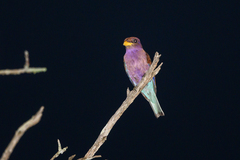 Eurystomus glaucurus