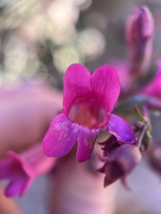 Penstemon clevelandii connatus