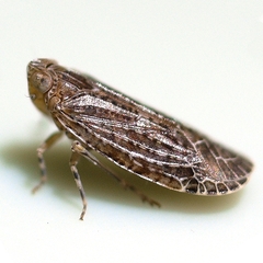 Catonia