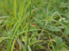 Leptobasis vacillans