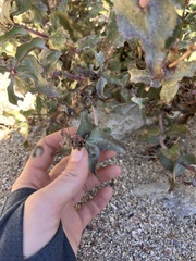 Penstemon clevelandii connatus