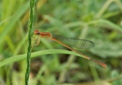 Leptobasis vacillans