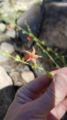 Ipomopsis aggregata formosissima