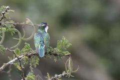 Chrysococcyx caprius