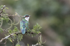 Chrysococcyx caprius