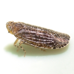 Catonia