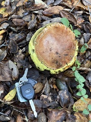 Aureoboletus flaviporus
