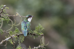 Chrysococcyx caprius