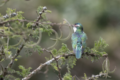 Chrysococcyx caprius