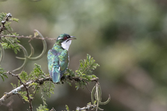 Chrysococcyx caprius