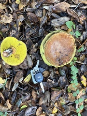 Aureoboletus flaviporus