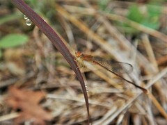 Leptobasis vacillans