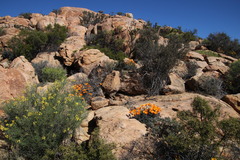 Dimorphotheca tragus