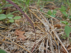 Leptobasis vacillans