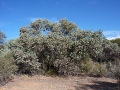 Eucalyptus orbifolia
