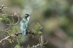 Chrysococcyx caprius