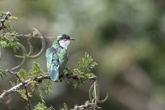 Chrysococcyx caprius