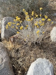 Ericameria nauseosa hololeuca