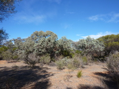 Eucalyptus orbifolia