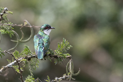 Chrysococcyx caprius