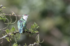 Chrysococcyx caprius