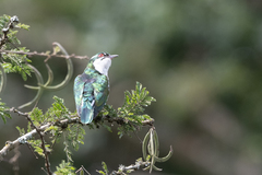 Chrysococcyx caprius