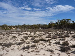 Eucalyptus capillosa