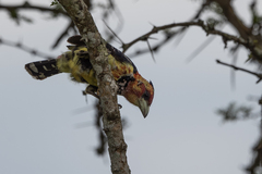 Trachyphonus vaillantii