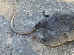 Philander opossum
