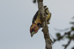 Trachyphonus vaillantii