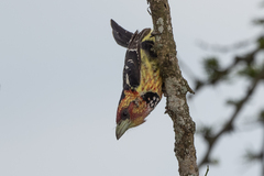 Trachyphonus vaillantii