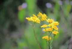Senecio fistulosus