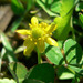 Alkali Buttercup - Photo (c) Stan Shebs, some rights reserved (CC BY-SA)