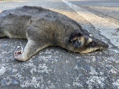 Philander opossum