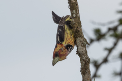 Trachyphonus vaillantii